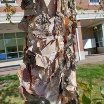 Betula Nigra bark